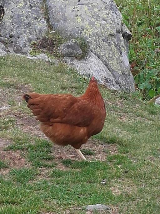 A Cordon Entre Bois Et Nature Esterno foto