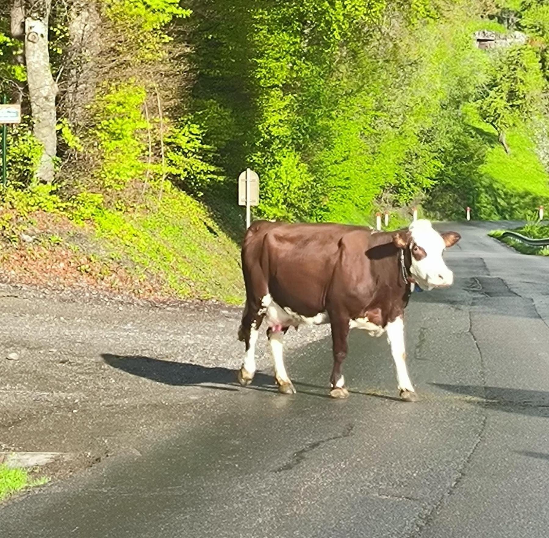 A Cordon Entre Bois Et Nature Esterno foto